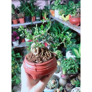 Chậu Cây Cần Thăng Bonsai