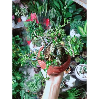 Chậu Cây Cần Thăng Bonsai