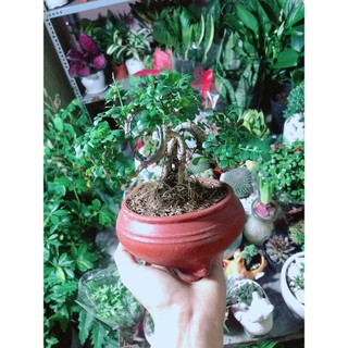 Chậu Cây Cần Thăng Bonsai