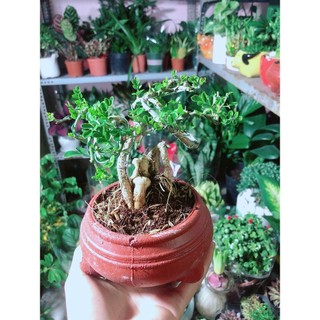 Chậu Cây Cần Thăng Bonsai