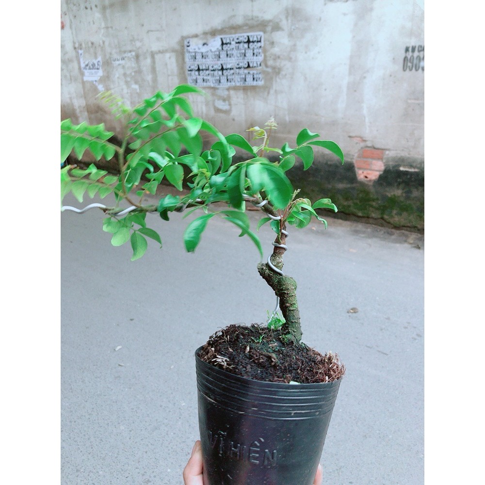 Cây Khế Bonsai