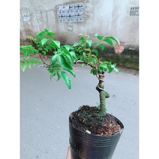 Cây Khế Bonsai