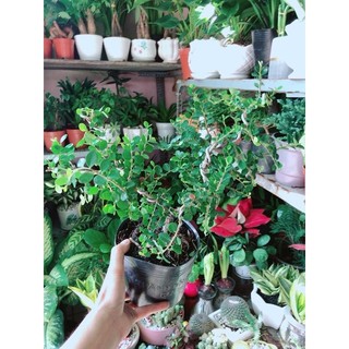 Cây Linh Sam Núi