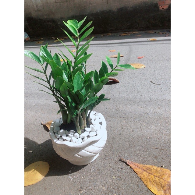 Chậu Cây Kim Phát Tài