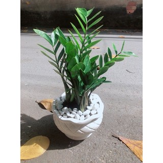 Chậu Cây Kim Phát Tài