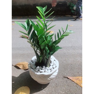 Chậu Cây Kim Phát Tài
