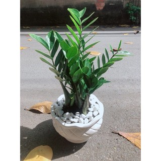 Chậu Cây Kim Phát Tài