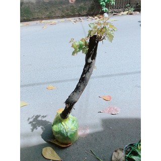 Cây Nho Ninh Thuận
