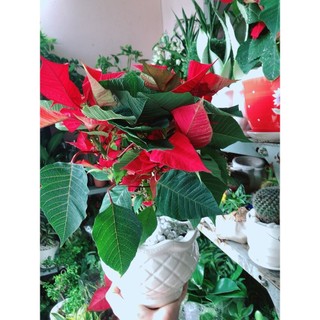 Chậu Cây Trạng Nguyên