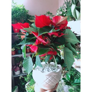 Chậu Cây Trạng Nguyên