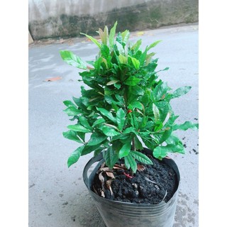 Cây Thần Kỳ