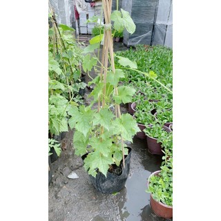 Cây Mướp Hương