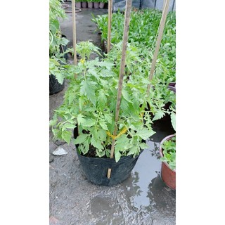 Cây Mướp Hương