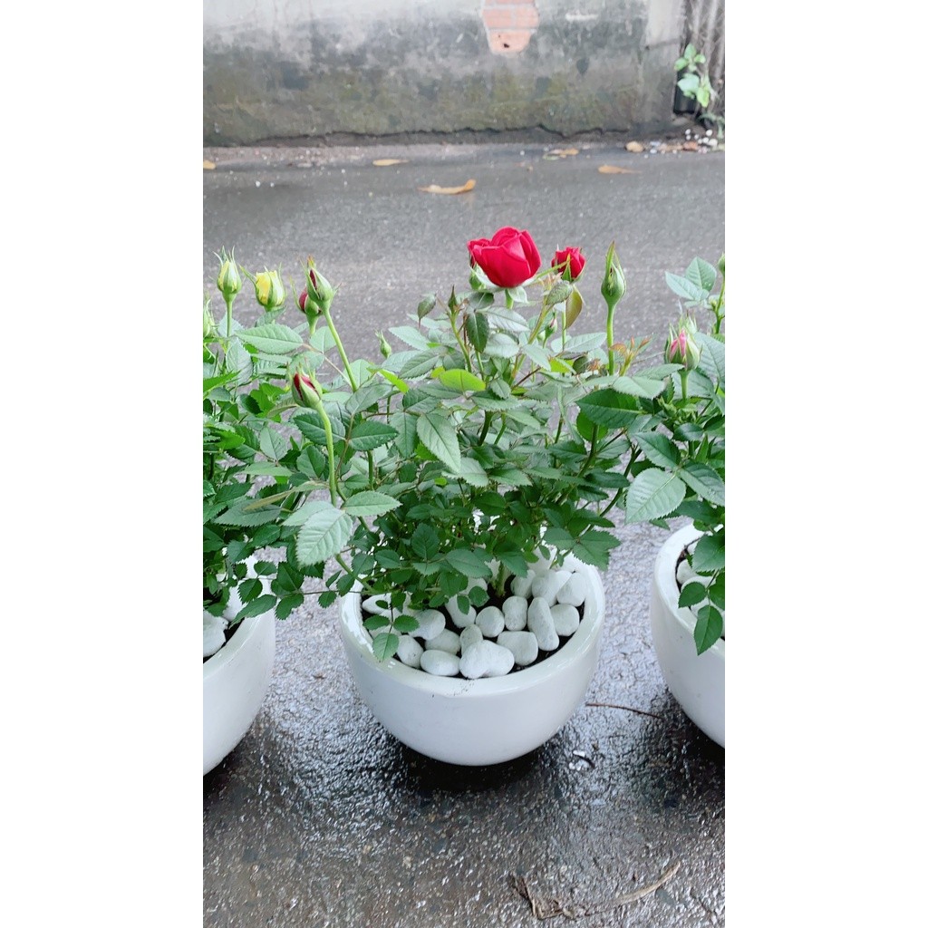Chậu Hoa Hồng (được chọn màu: đỏ, hồng, vàng)