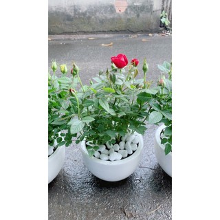 Chậu Hoa Hồng (được chọn màu: đỏ, hồng, vàng)