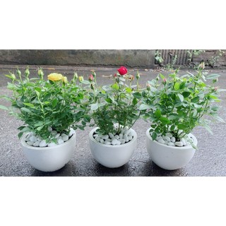 Chậu Hoa Hồng (được chọn màu: đỏ, hồng, vàng)