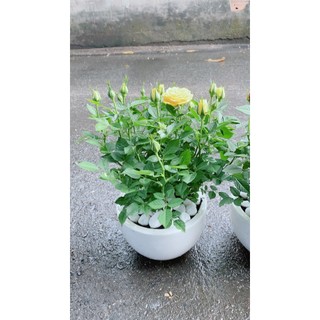 Chậu Hoa Hồng (được chọn màu: đỏ, hồng, vàng)