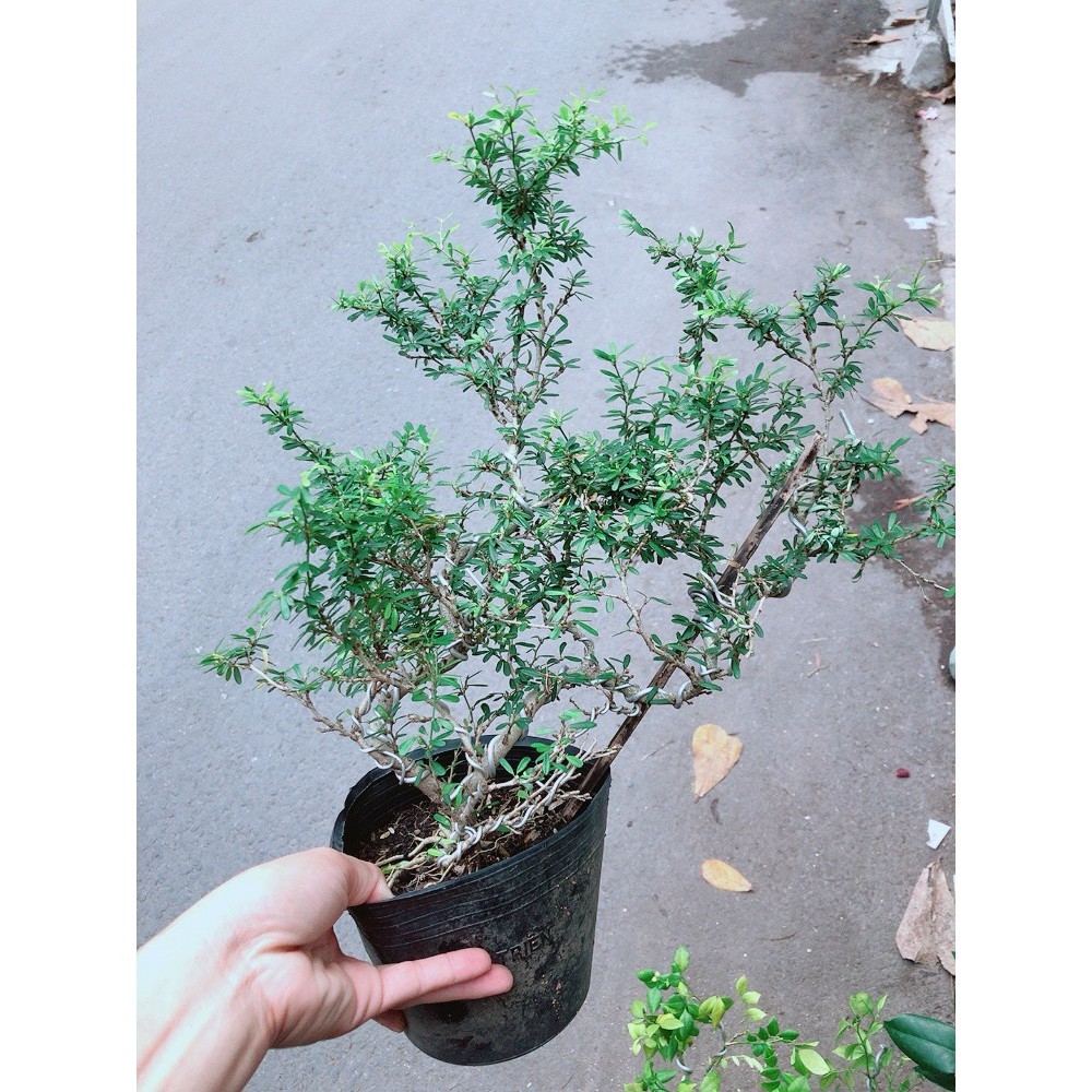 Linh Sam Bonsai