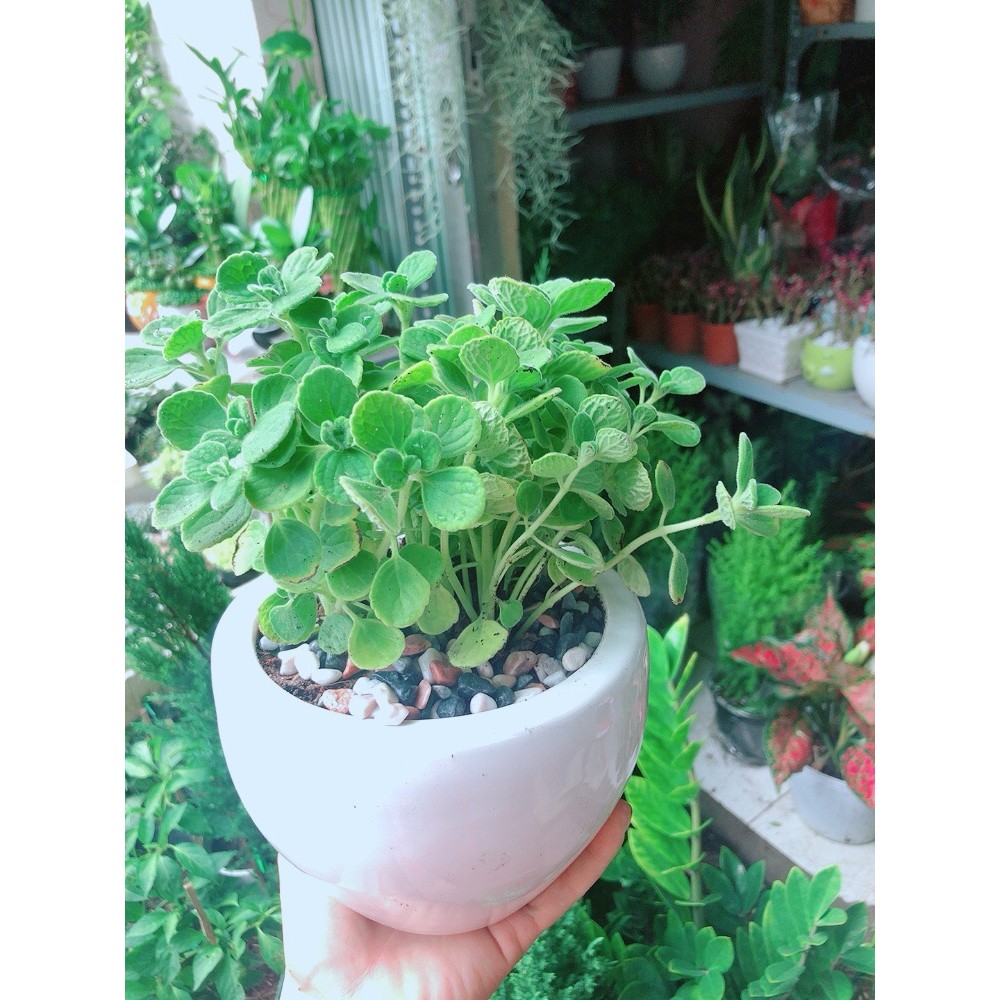 Chậu Cây Nhất Mạc Hương (Sen thơm)