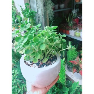Chậu Cây Nhất Mạc Hương (Sen thơm)