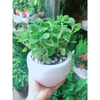 Chậu Cây Nhất Mạc Hương (Sen thơm)