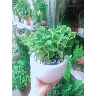 Chậu Cây Nhất Mạc Hương (Sen thơm)