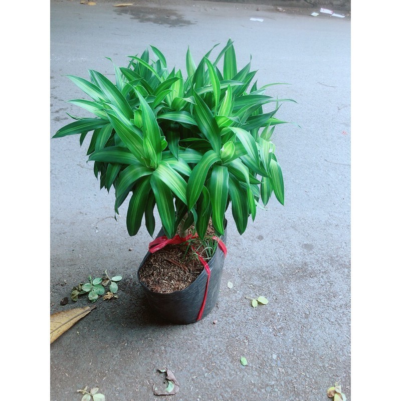 Trúc Bách Hợp