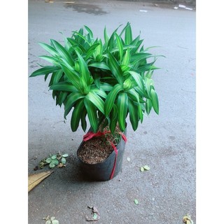 Trúc Bách Hợp