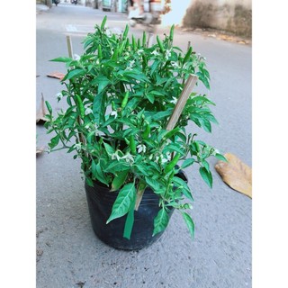 Bụi Ớt Hiểm