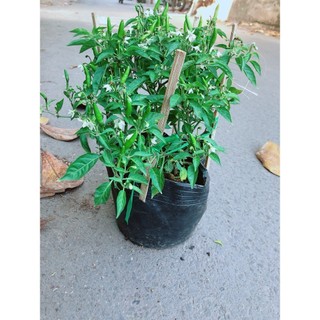 Bụi Ớt Hiểm