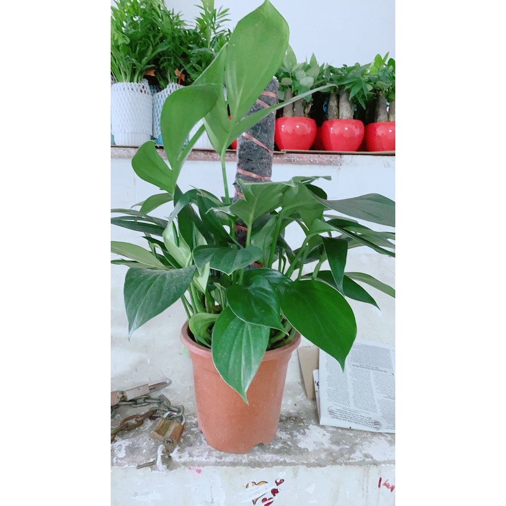 Trầu Bà Leo