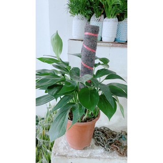 Trầu Bà Leo