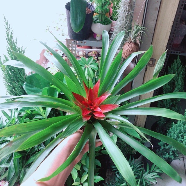 Cây Phong Lộc Hoa