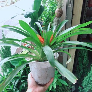 Cây Phong Lộc Hoa