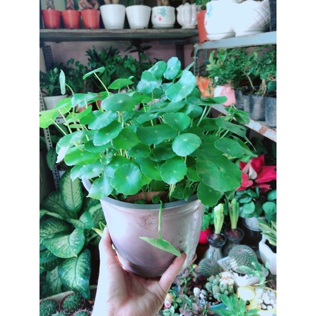 Cỏ Đồng Tiền