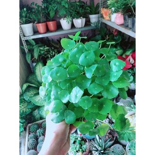 Cỏ Đồng Tiền