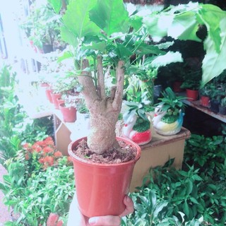 Cây Hạnh Phúc