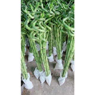 Phát Tài Xoắn 10 cây