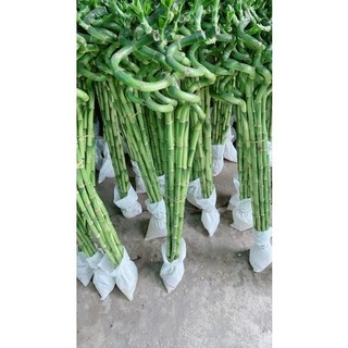 Phát Tài Xoắn 10 cây