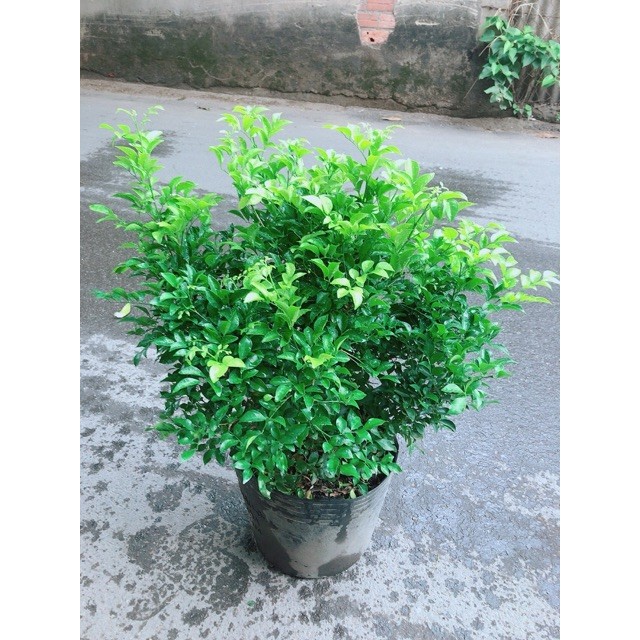 Cây Nguyệt Quế Bụi Lớn