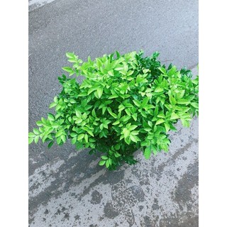 Cây Nguyệt Quế Bụi Lớn
