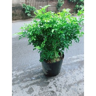 Cây Nguyệt Quế Bụi Lớn