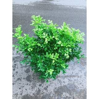 Cây Nguyệt Quế Bụi Lớn