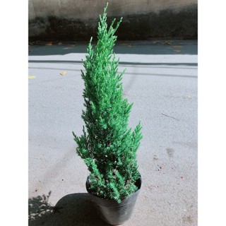 Cây Tùng Cao 40cm (Cây Sơn Tùng )