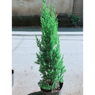 Cây Tùng Cao 40cm (Cây Sơn Tùng )