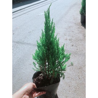 Cây Tùng Cao 40cm (Cây Sơn Tùng )
