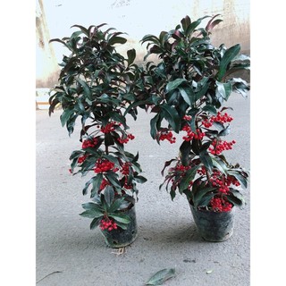 Cây Kim Ngân Lượng Size Lớn