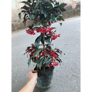 Cây Kim Ngân Lượng Size Lớn