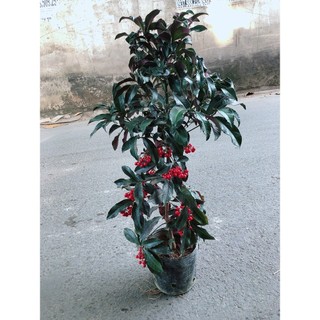Cây Kim Ngân Lượng Size Lớn