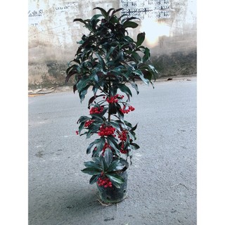 Cây Kim Ngân Lượng Size Lớn